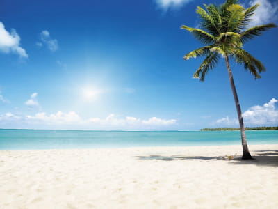 Фотошпалери Пальма на сонячному пляжі