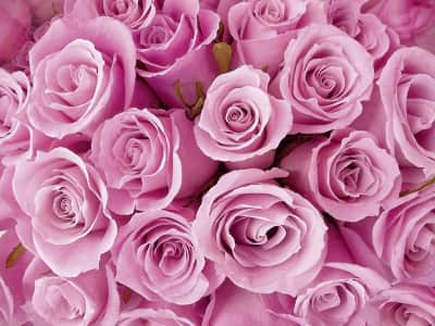 Фотошпалери Букет рожевих троянд
