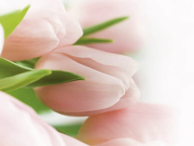 Фотообои Нежные розовые тюльпаны