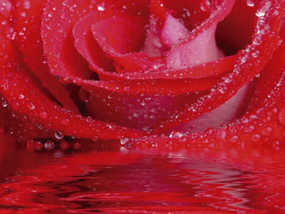 Фотошпалери Червона троянда у воді
