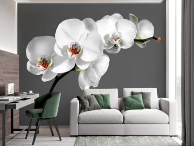 Фотообои Нежные орхидеи