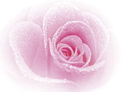 Фотошпалери Гламурна троянда