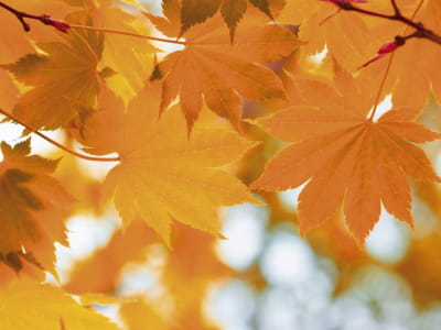 Фотообои Осенние листья