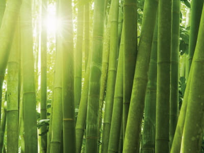 Фотошпалери Зарості молодого бамбука