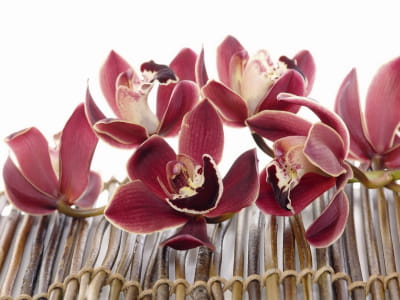Фотошпалери Бордові орхідеї