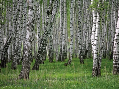 Фотообои Густой берёзовый лес