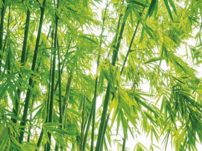 Фотошпалери Зелене листя бамбука