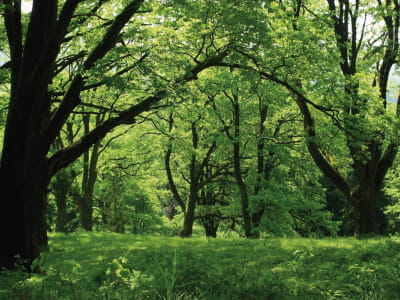 Фотообои Солнечный зелёный лес