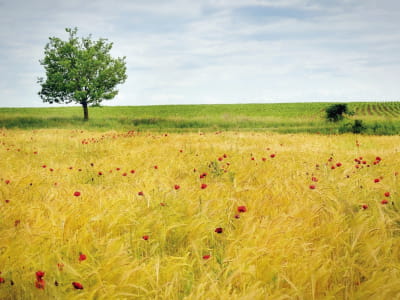 Фотообои Маки в пшеничном поле