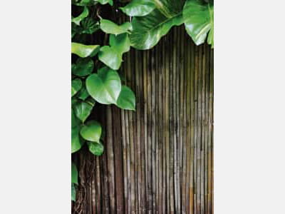 Фотообои Сочные листья и бамбук
