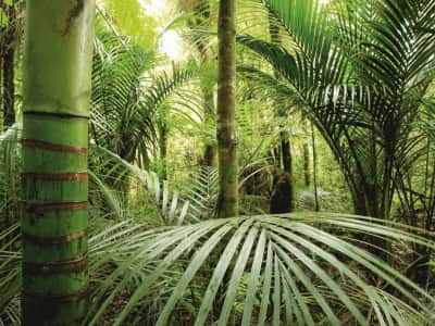 Фотообои Непроходимый тропический лес