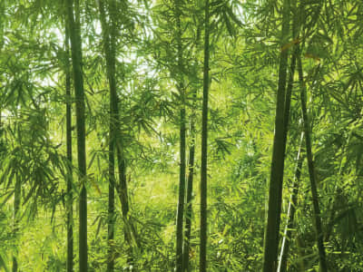 Фотообои Молодой бамбуковый лес