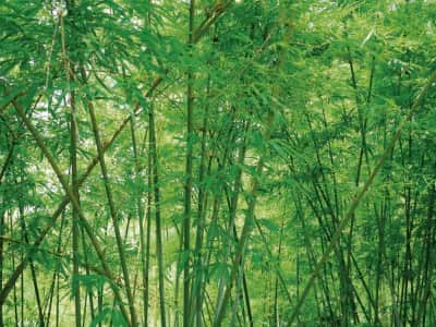 Фотошпалери Густий бамбуковий гай