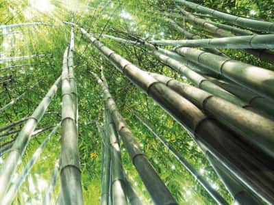 Фотошпалери Світлий бамбуковий ліс