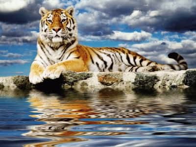 Фотошпалери Тигр біля води