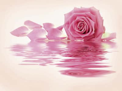 Фотошпалери Ніжно-рожева троянда у воді