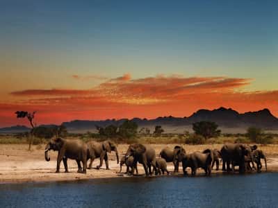 Фотообои Слоны на закате
