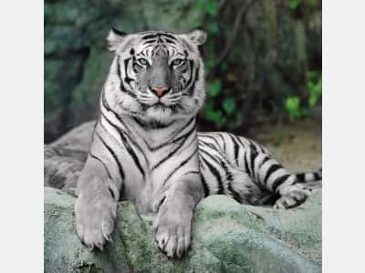 Фотообои Взгляд белого тигра