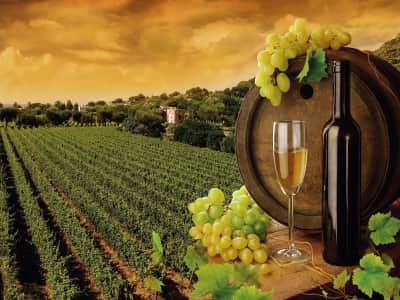Фотообои Белое вино и виноградники