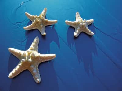 Фотошпалери Красиві морські зірки