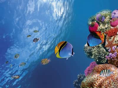 Фотообои Кораллы и рыбы
