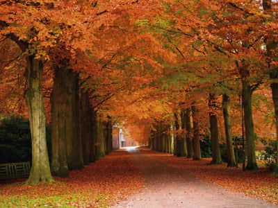 Фотообои Осенние деревья