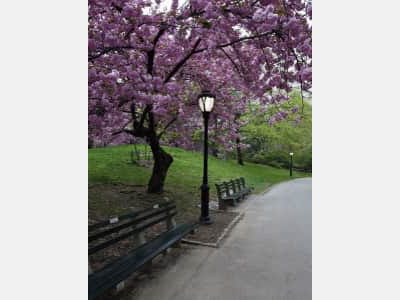 Фотошпалери Квітуче дерево у парку