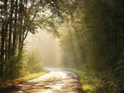Фотообои Дорога в солнечном лесу