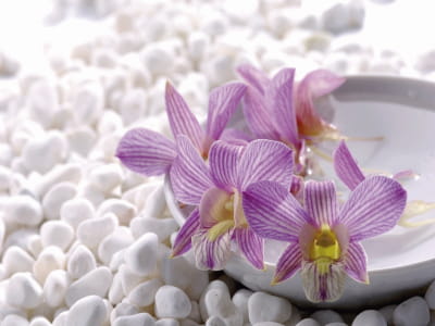 Фотошпалери Орхідеї та білі камені