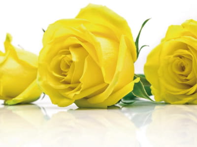 Фотообои Жёлтые розы