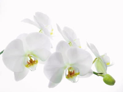 Фотообои Белоснежная орхидея