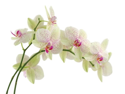 Фотообои Белая тигровая орхидея