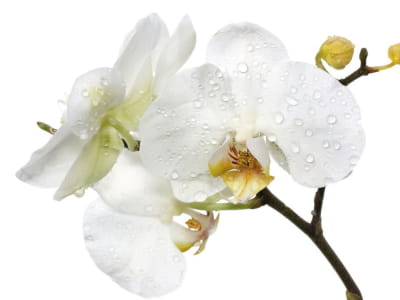 Фотошпалери Краплі води на орхідеї