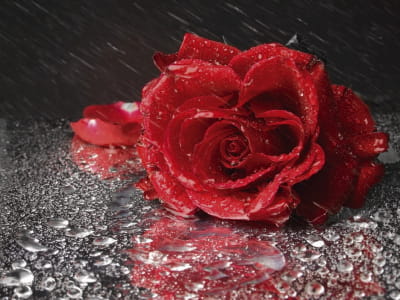 Фотообои Роза под дождем