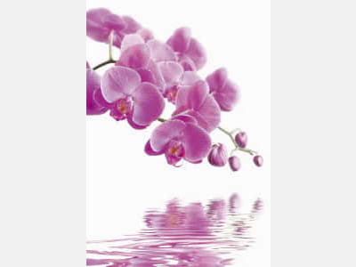 Фотошпалери Пурпурова орхідея над водою