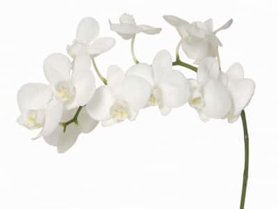 Фотошпалери Елегантна біла орхідея