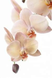 Фотошпалери Кремова орхідея