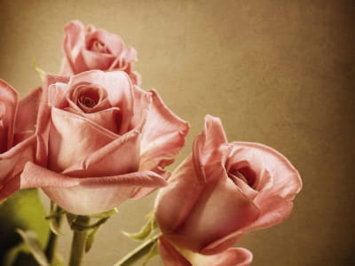Фотошпалери Елегантні троянди