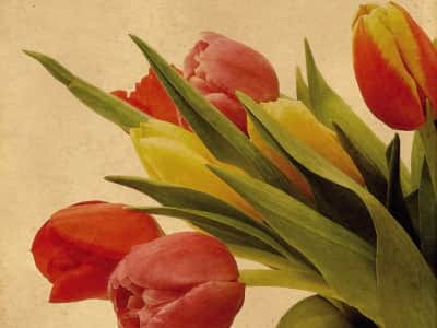 Фотообои Первые тюльпаны
