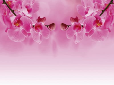 Фотошпалери Ніжно-рожеві орхідеї