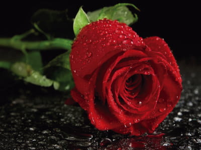 Фотошпалери Червона троянда