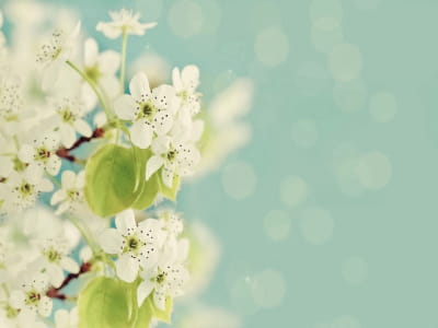 Фотообои Весеннее цветение яблони