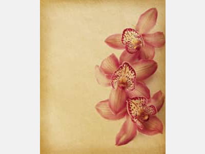 Фотообои Нежные цветы орхидеи