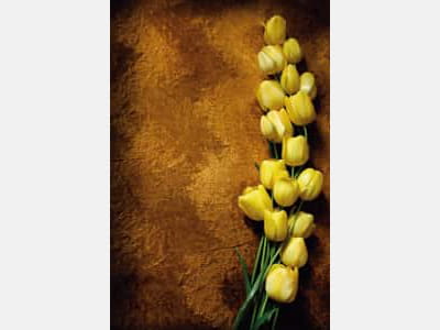 Фотообои Жёлтые тюльпаны