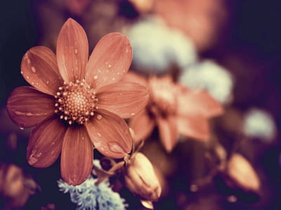 Фотошпалери Осіння квітка