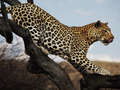Фотошпалери Леопард на дереві