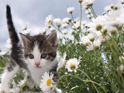 Фотообои Серый котенок в цветах