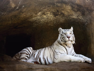 Фотообои Логово белого тигра