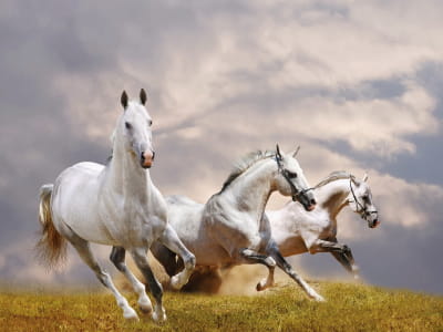 Фотообои Скаковые лошади
