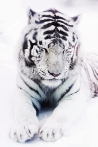 Фотошпалери Білий тигр